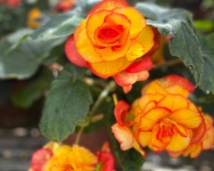 begonia picotee yellow