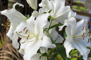 lily oriental casa blanca bulbs