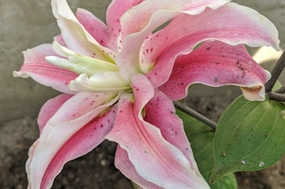 lily oriental doublt distant