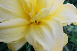 lily oriental tropical sun