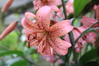 lily lilium tigrinum pink giant