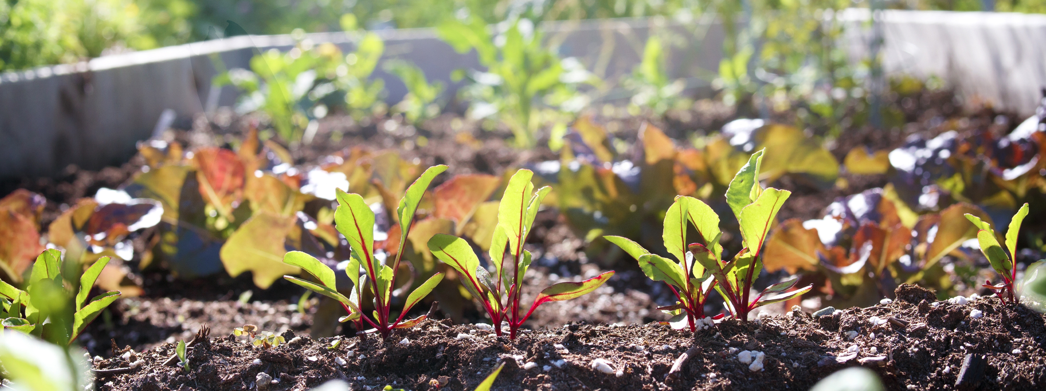 spring vegetable garden preparation