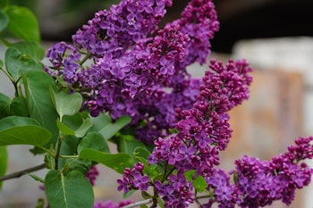 dark purple lilac bush