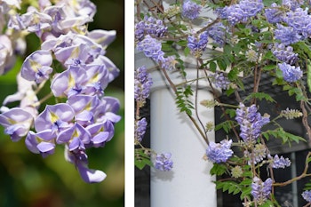 flowering wisteria vine
