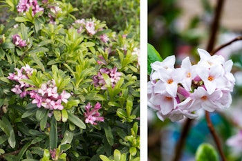 daphne shrub scented