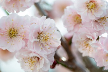 flowering japanese apricot tree