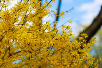 flowering forsythia shrub