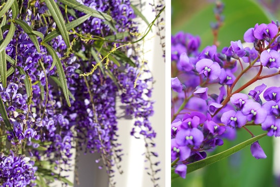 flowering purple hargenbergia vine