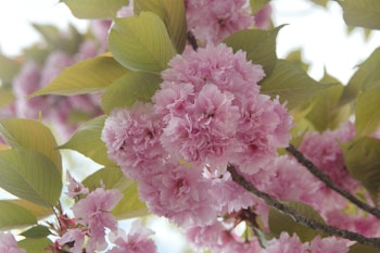 kwanzan flowering cherry tree