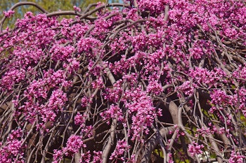 lavender twist redbud tree