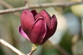 magnolia genie flowering tree