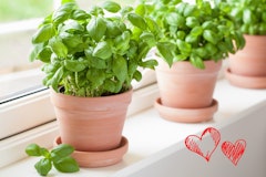sweet basil potted in terra cotta on window sill valentine
