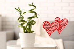 lucky bamboo valentine