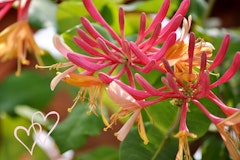 honeysuckle vine valentines