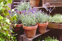 lavender potted in tera cotta valentine
