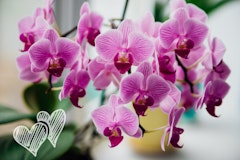 orchid valentine