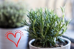 rosemary potted on window sill valentine