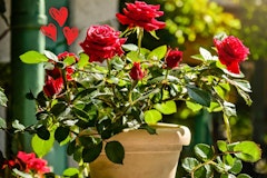 red roses potted valentine