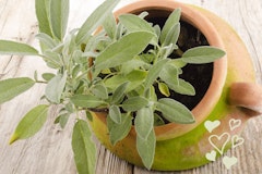 sage potted valentine