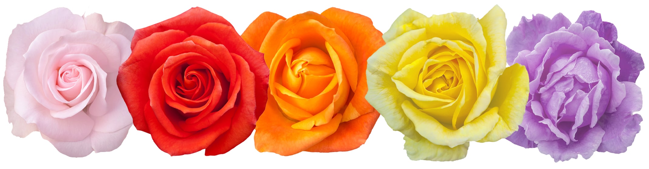 multicolor roses in a row