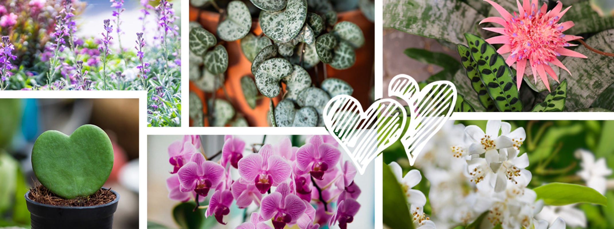 valentine houseplants and perennials