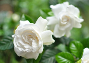 gardenia shrub