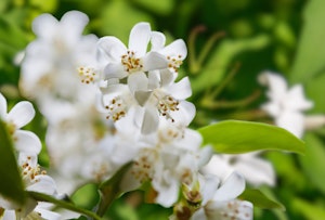 jasmine shrub