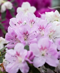 pink azalea shrub