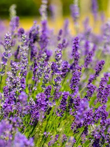 lavender perennial