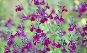 purple salvia