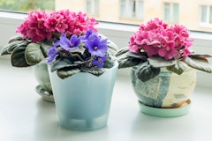 african violets houseplants