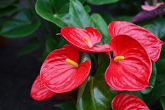 anthurium houseplant