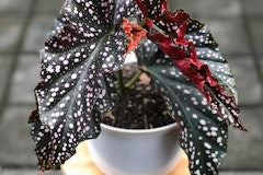 begonia cracklin rose