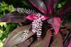 cordyline florica perennial