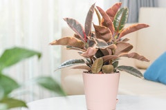 ficus ruby houseplant