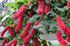 hanging chenille plant