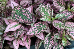 polka dot houseplant