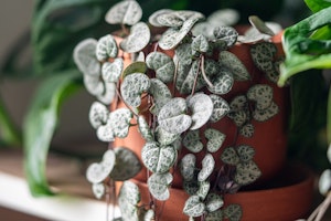 string of hearts houseplant