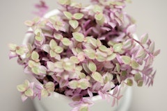 tradescantia pink panther houseplant