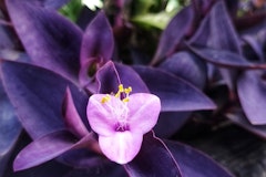 tradescantia purple houseplant
