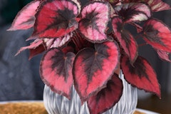 begonia red kiss houseplant