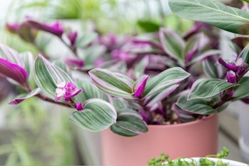 tradescantia nanouk houseplant