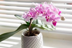 orchid potted in white container