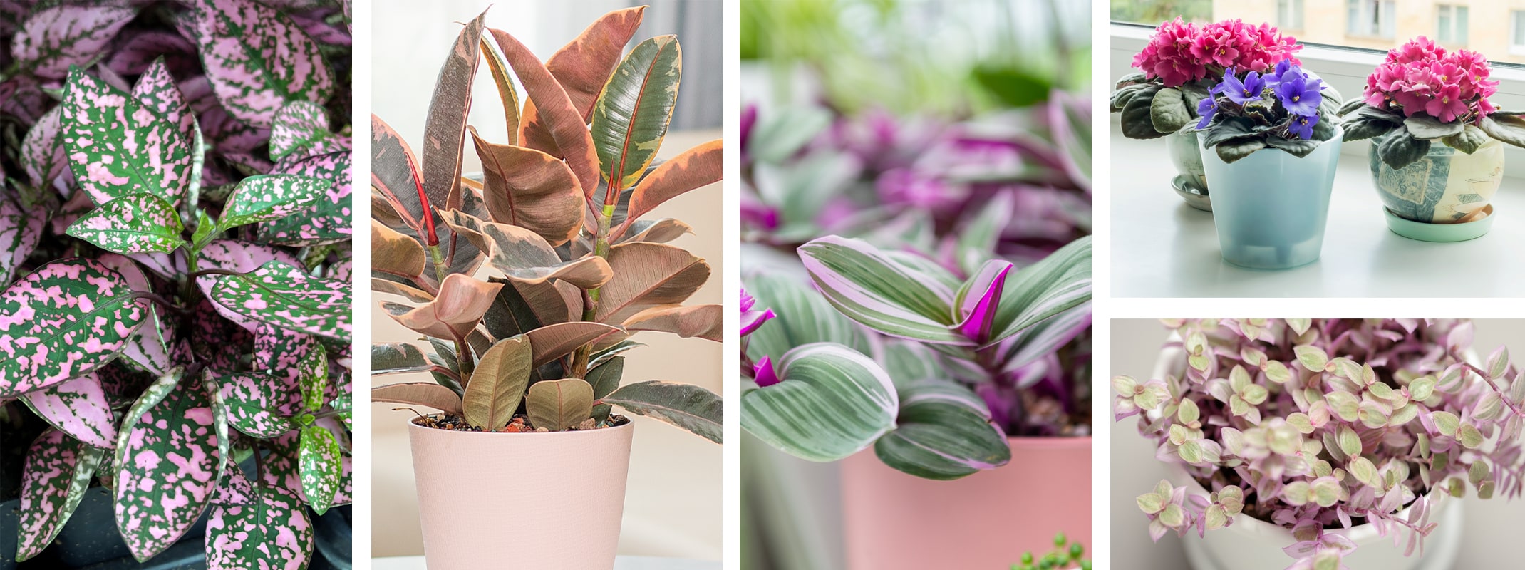 houseplants that make great valentines day gifts assorted varieties