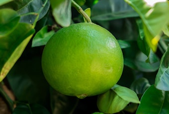 A Chandler pummelo grapefruit growing on a tree.