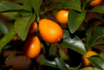 Kumquats growing on a tree.