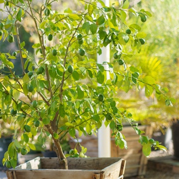 A tree lime tree for sale at SummerWinds Nursery.