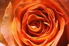 A closeup of a bright orange Vavoom rose.