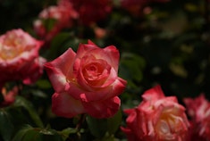 Numerous Elegant Lady Diana roses growing on a bush.
