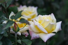 Enchanted Peace Roses growing on a bush.